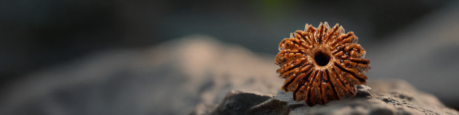 2 Mukhi Rudraksha